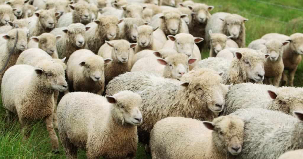 Smart Decisions, Information Cascades, and “Being a Sheep”